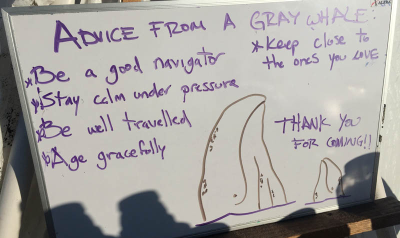 Advice from a Whale