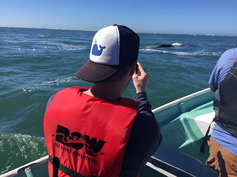 Whale Watching Baja