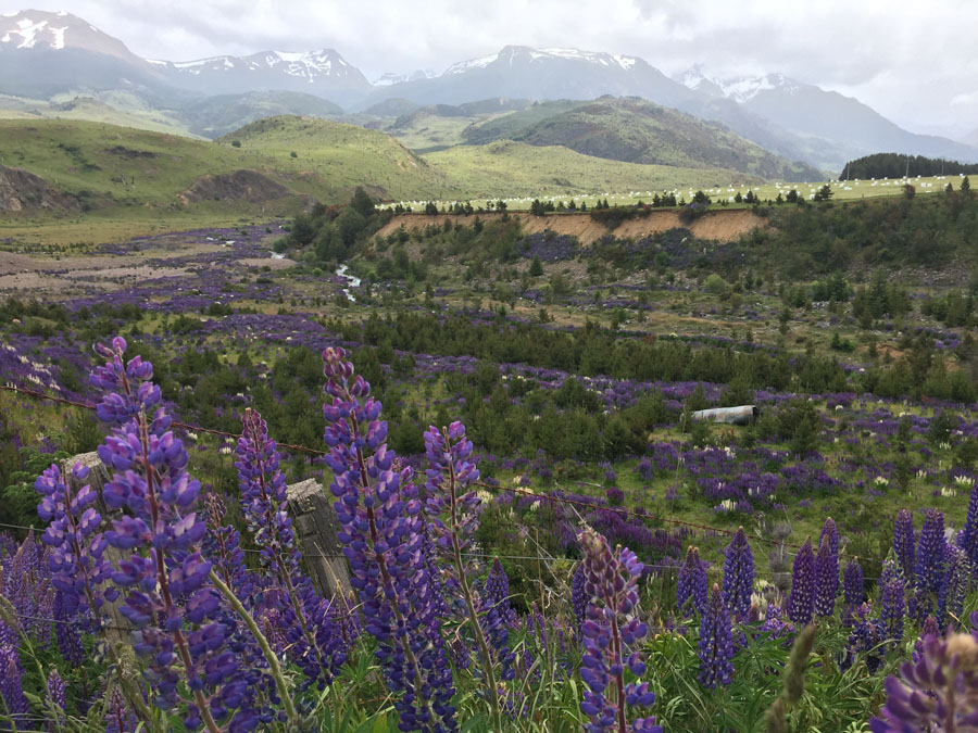 Lupines in Patagonia